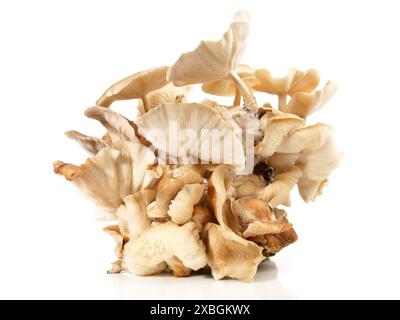 Champignons Shiitake sur fond blanc Banque D'Images