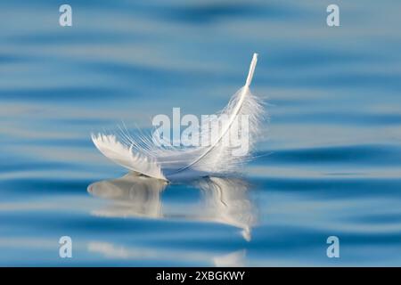 Zoologie, oiseaux (Aves), vue rapprochée une plume de cygne nageant sur l'eau bleue, Thurgovie, NON-USAGE EXCLUSIF POUR LE PLIAGE DE CARTES DE VOEUX-CARTES POSTALES Banque D'Images