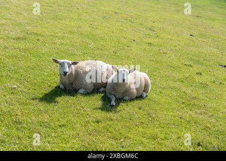 Zoologie / animaux, mammifère / mammifère (Mammalia), moutons sur la digue près de Luettmoorsiel, ADDITIONAL-RIGHTS-LEARANCE-INFO-NOT-AVAILABLE Banque D'Images