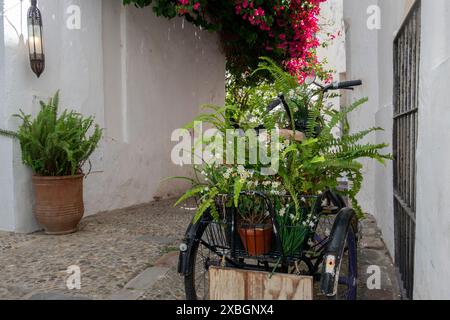 Un tricycle chargé de pots de fleurs et de plantes décore une rue pavée traditionnelle de Vejer de la Frontera, un village touristique de la province de Cadix. Banque D'Images