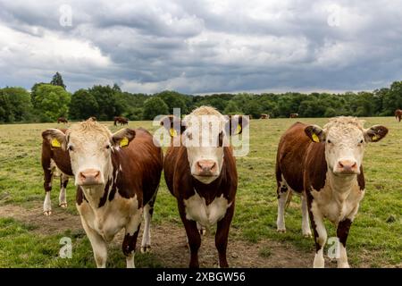 Hared beef vaches hereford dans un champ sur une ferme en Angleterre. Bétail anglais dans une prairie paissant sur pâturage au printemps. Herbe verte poussant dans un paddock Banque D'Images