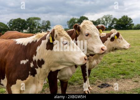 Hared beef vaches hereford dans un champ sur une ferme en Angleterre. Bétail anglais dans une prairie paissant sur pâturage au printemps. Herbe verte poussant dans un paddock Banque D'Images