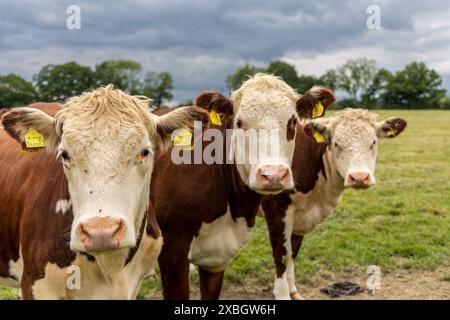 Hared beef vaches hereford dans un champ sur une ferme en Angleterre. Bétail anglais dans une prairie paissant sur pâturage au printemps. Herbe verte poussant dans un paddock Banque D'Images