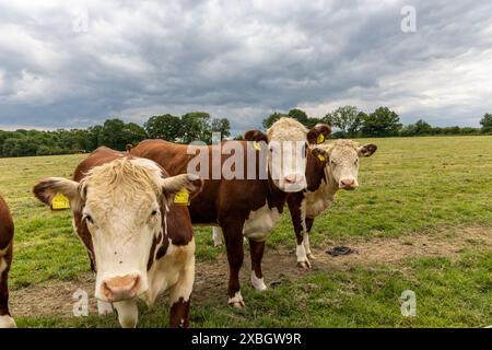 Hared beef vaches hereford dans un champ sur une ferme en Angleterre. Bétail anglais dans une prairie paissant sur pâturage au printemps. Herbe verte poussant dans un paddock Banque D'Images