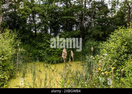 Les quenouilles précipitent le typha latifolia à côté de la rivière. Gros plan sur les queues de chat en fleurs sur fond neigeux au début du printemps. Fleurs et têtes de graines de chat moelleux Banque D'Images