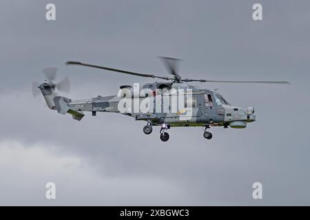 Royal Navy Wildcat, RAF Cosford Airshow, Midlands, Royaume-Uni, 9 mai 2024 Banque D'Images