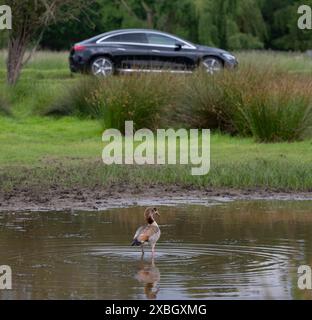 Richmond Park, Londres, Royaume-Uni. 12 juin 2024. Étang d'oie égyptienne pataugant dans Richmond Park un matin gris d'été, avec une voiture qui passe. Crédit : Malcolm Park/Alamy Live News Banque D'Images