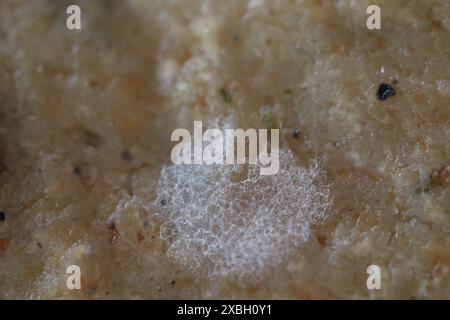 Moisissure blanche, texture de moisissure en macro, aliments gâtés, fruits et baies Banque D'Images