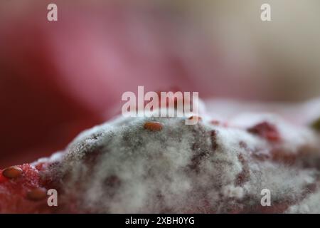 Moisissure blanche, texture de moisissure en macro, aliments gâtés, fruits et baies Banque D'Images