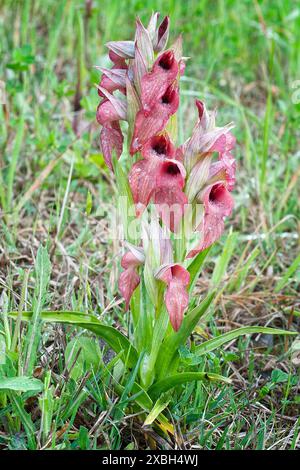 Rare orchidée langue (Serapias negecta), Orchidaceae. Orchidée européenne sauvage. Italie, Toscane, Banque D'Images