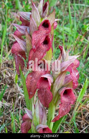 Rare orchidée langue (Serapias negecta), Orchidaceae. Orchidée européenne sauvage. Italie, Toscane, Banque D'Images