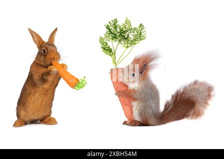 lapin et écureuil gris avec carotte Banque D'Images