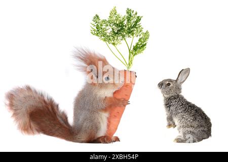 lapin et écureuil gris avec carotte Banque D'Images