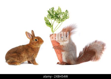 lapin et écureuil gris avec carotte Banque D'Images
