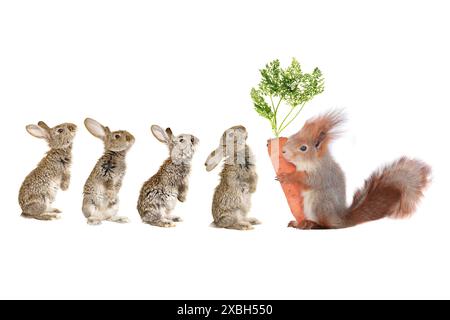 lapin et écureuil gris avec carotte Banque D'Images