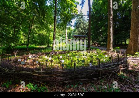 Jardin botanique de l'Université de Sopron, Sopron, Hongrie Banque D'Images