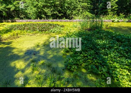 Jardin botanique de l'Université de Sopron, Sopron, Hongrie Banque D'Images