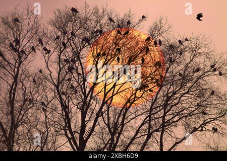 Silhouette d'un corbeau sur un arbre Banque D'Images