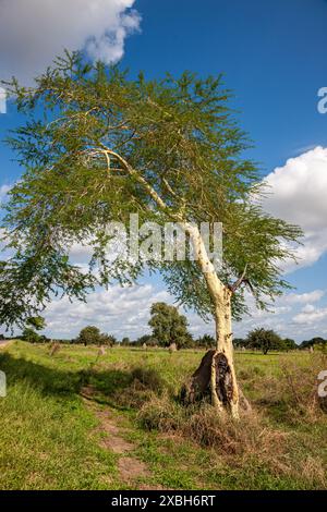 Mozambique, Gaza, Chibuto, arbre à fièvre (Vachellia xanthophloea) Banque D'Images