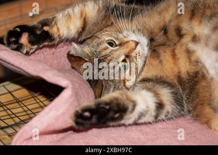 Un chat domestique à poil court avec des moustaches, allongé sur son dos sur une serviette rose, un félin carnivore de petite à moyenne taille avec une fourrure de fauve, un museau, et PA Banque D'Images