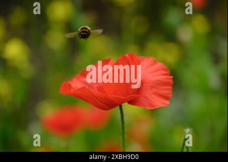 Coquelicot des champs (Papaver rhoeas) avec un bourdon (flou) volant vers lui. June, Kent, Royaume-Uni. Banque D'Images