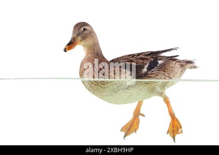 le canard sauvage flotte sur l'eau Banque D'Images