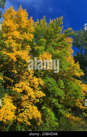 arbres contre le ciel dans le bois Banque D'Images