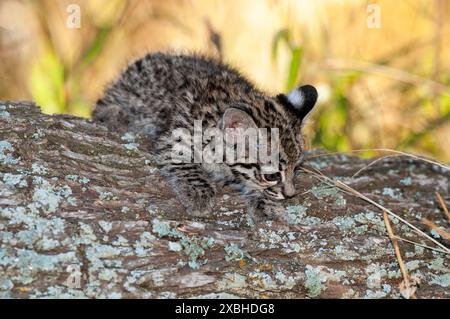 Le chat de Geoffroy, Leopardus geoffroyi, dans la forêt de Calden, la Pampa, Argentine Banque D'Images