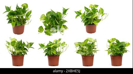 Vue différente de la fleur de maison verte epipremnum dans le pot isolé sur fond de studio Banque D'Images