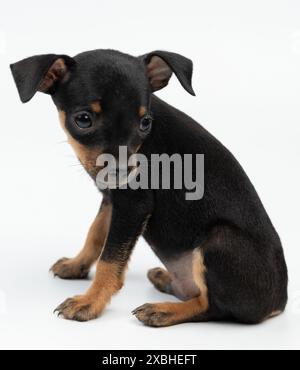 Petit chien Pinscher chiot assis sur fond blanc de studio Banque D'Images