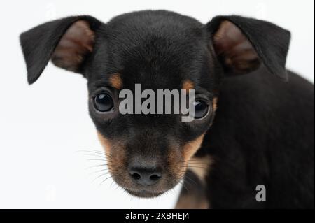 Gros plan portrait de chien chiot Pinscher isolé sur fond blanc de studio Banque D'Images