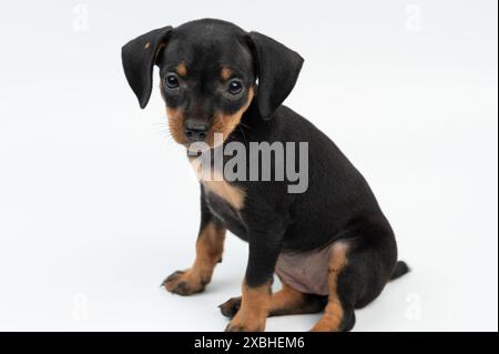 Portrait de chien chiot Pinscher assis sur fond blanc de studio Banque D'Images