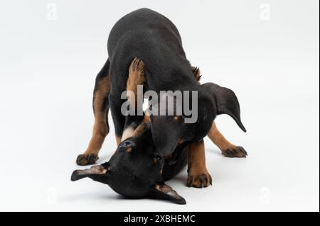 Chiot de doberman Pinscher jouer sur fond blanc de studio Banque D'Images