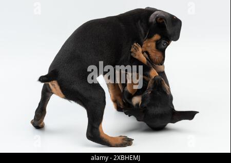 Deux chiot Pinscher ludique isolé sur fond blanc de studio Banque D'Images