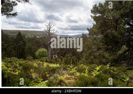 Scots Pine ancienne forêt sur le domaine Glen Tanar dans le parc national de Cairngorm en Écosse Banque D'Images