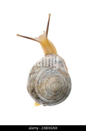 escargot de jardin devant un fond blanc Banque D'Images