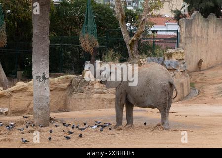 L'éléphant de brousse d'Afrique (Loxodonta africana) ou éléphant de savane d'Afrique mangeant du foin, animal de la famille des Elephantidae, Zoo de Lisbonne, Portugal. Banque D'Images