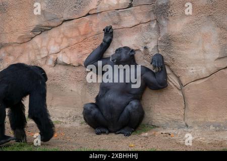 Le chimpanzé (Pan troglodytes), le dos de chimpanzé grattant la roche againt, animal de la famille des Hominidae du zoo de Lisbonne, Portugal, grand singe originaire du f Banque D'Images