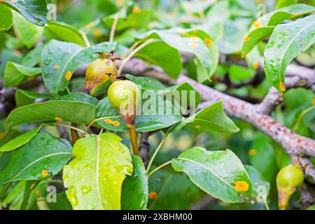 taches de rouille jaunes sur les feuilles de poire avec des fruits. Maladie du jardin et traitement Banque D'Images