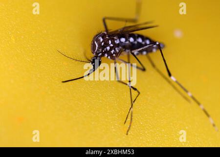 Gros plan du moustique dengue aedes mort isolé sur fond jaune. Banque D'Images