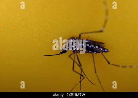 Gros plan du moustique dengue aedes mort isolé sur fond jaune. Banque D'Images