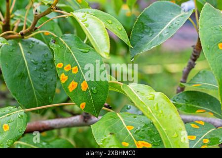 taches de rouille jaunes sur les feuilles de poire. Maladie du jardin et traitement Banque D'Images