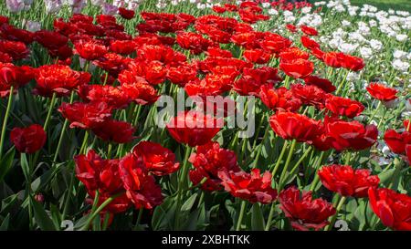 Floraison printanière des tulipes. Tulipes rouges en forme de pivoine dans le parc. Champ de tulipes Banque D'Images