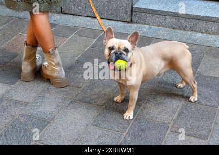 Bouledogue Français Banque D'Images