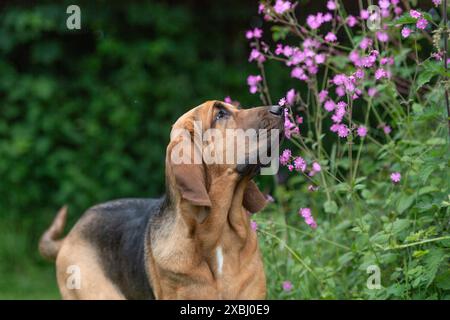 mignon bloodhound sentant les fleurs Banque D'Images