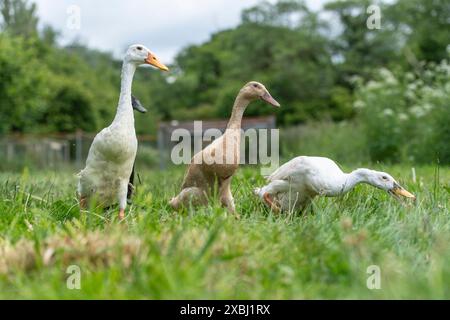 Indian Runner Ducks à la recherche de limaces Banque D'Images