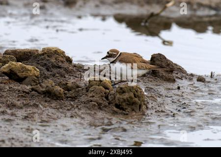 Petit pluvier annelé-Charadrius dubius. Banque D'Images