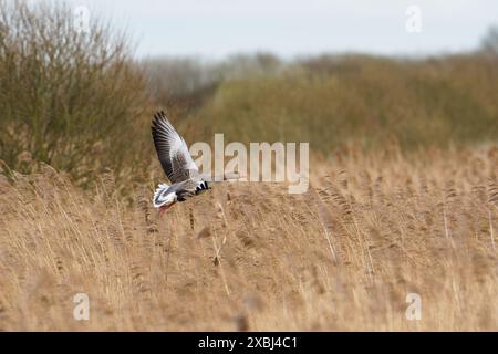 Greylag Oies-Anser Anser Anser Anser en vol. Ressort Banque D'Images