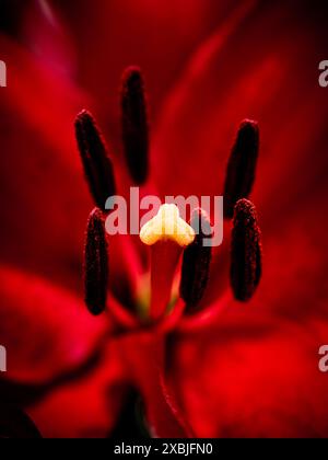 Photographie macro d'une fleur pourpre vibrante. Gros plan d'un Lilium bulbiferum rouge, également connu sous le nom de Lily de feu, montrant le détail des étamines Banque D'Images