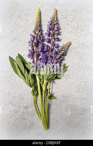 Fleurs de lupin rose isolées sur fond gris. Belle composition florale Banque D'Images